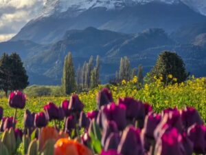 🌷 Campo de Tulipanes + Cascadas Nant y Fall- Trevelin